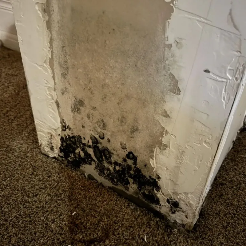 Professional Mold Removal in Bowie, TX